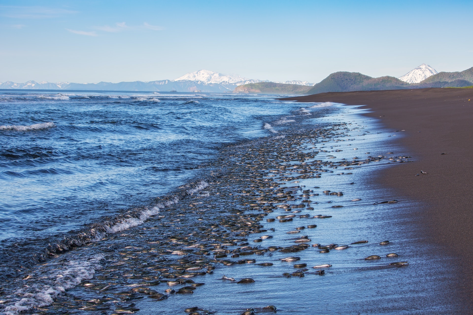 seaside filled with dead fish