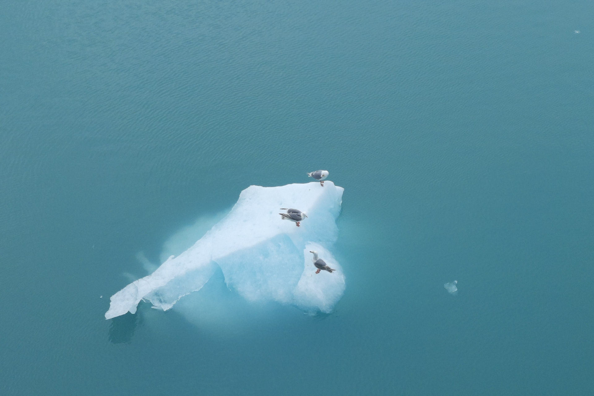 3 seagulls on a small block of ice surrounded by water